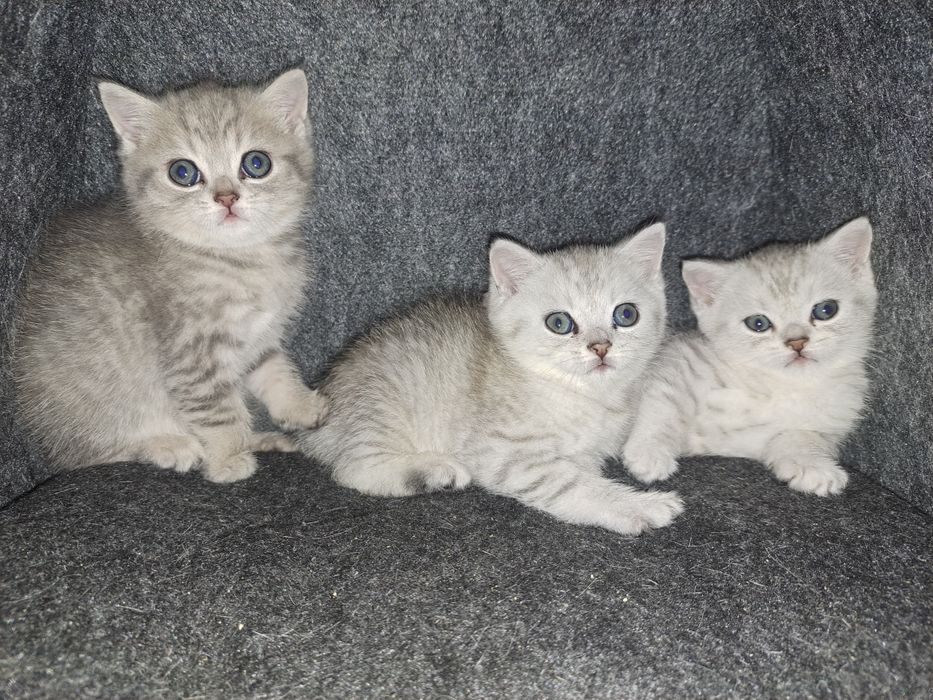 Пропонуємо чистокровних британських кошенят чистої крові є срібна шинш