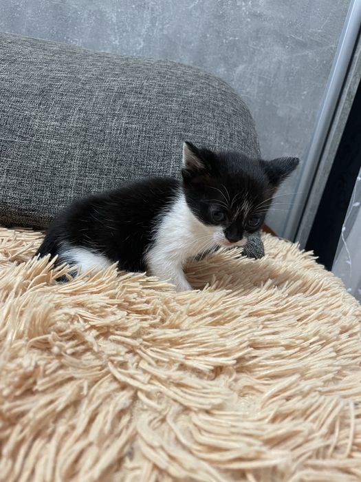 Віддамо кошенят у добрі руки