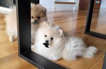 Pomeranian Szpic miniaturowy Suczka Rodowód ZK PL Boo Misie do odbioru