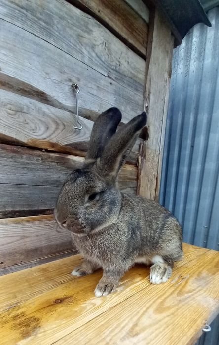 Sprzedam samca mieszańca