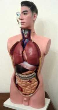 Torso tronco Humano Modelo anatómico medicina