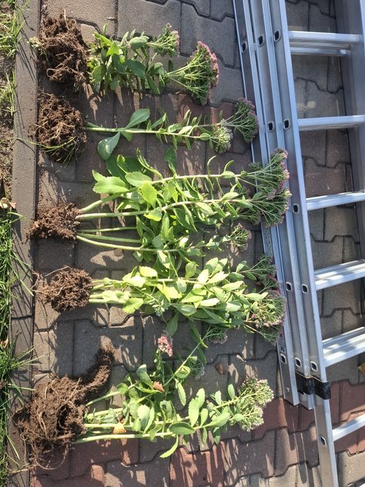 Rozchodnik okazały sadzonki