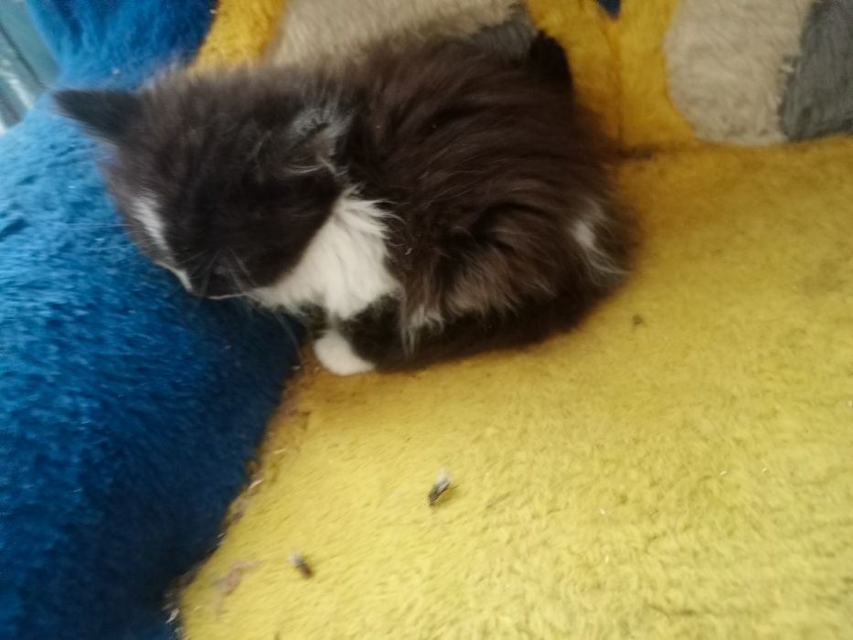 Чудова дівчинка у родину