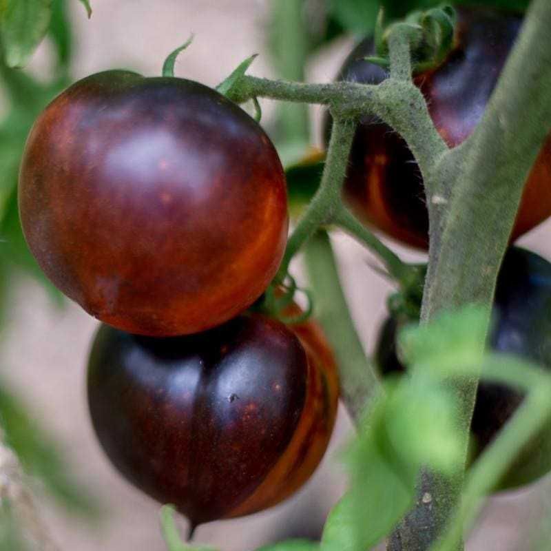 Kit sementes 4 Tomates Raros - produção própria