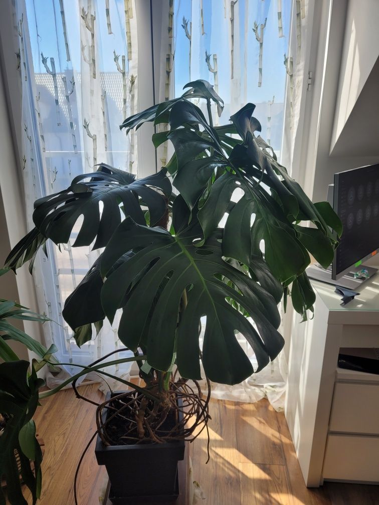 Monstera deliciosa, każdy liść idealnie dziurawy