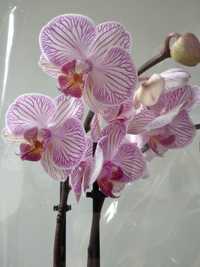 Орхідея фаленопсис на 2 стрілки