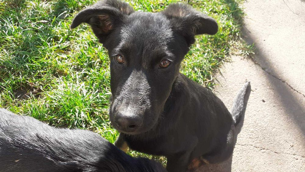 Собаки німецька вівчарка