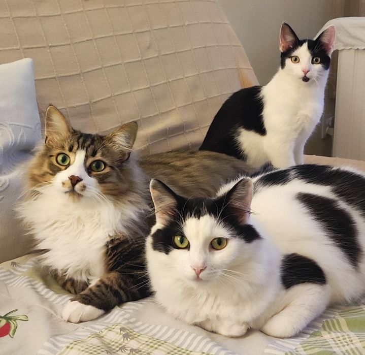 Młoda kotka do adopcji, zdrowa, Radom, Warszawa, czarno-biała