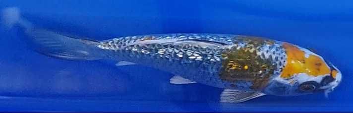 Carpas  Koi - Nishikigoi