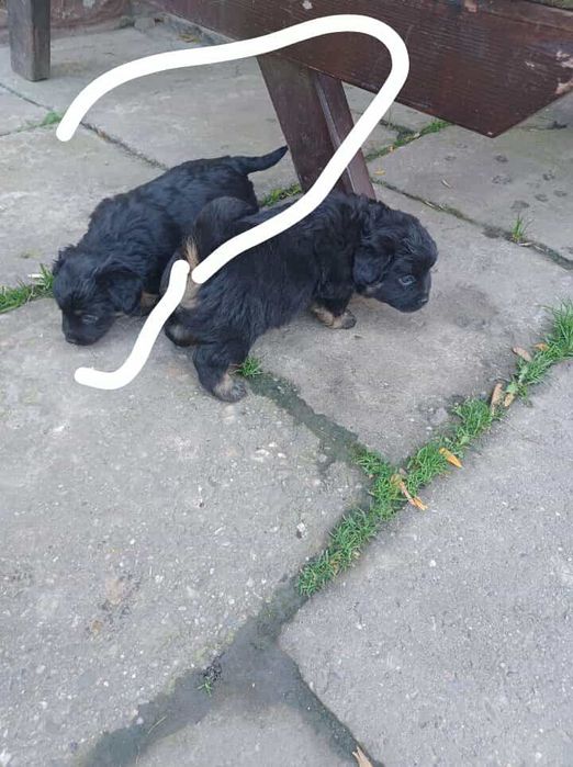 York mix maltańczyk suczka