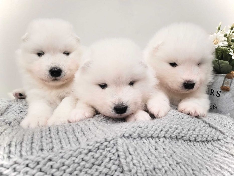 Szczenię Samoyed PIES odbiór GRUDZIEŃ FCI