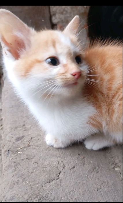 дівчинка безкоштовно