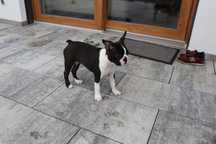 Boston Terrier suczka FCI ZKwP 3 miesieczna