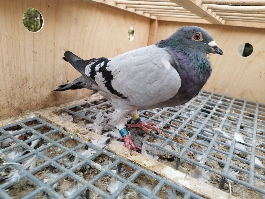 Gołębie pocztowe