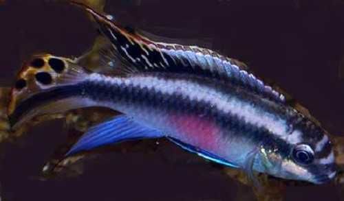 Pelvicachromis pulcher blue Barwniak czerwonobrzuchy blue