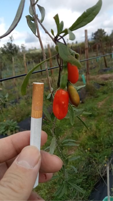 Plantas de goji Lycium Barbarum