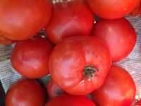 Семена помидор томатов домашние