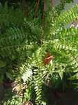 Samambaia americana