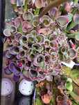 Heliamphora minor - wistuba - rośliny owadożerne