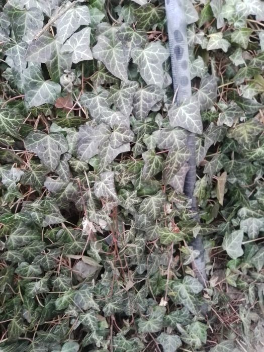 Плющ уличный вечнозелёный.