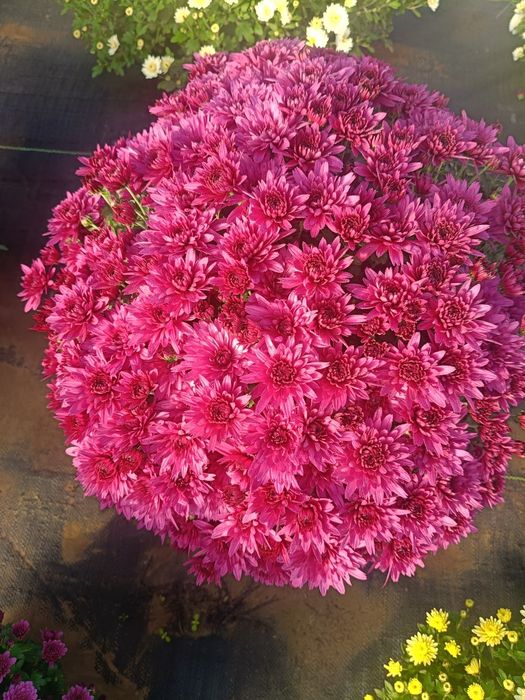 Chryzantemy drobnokwiatowe