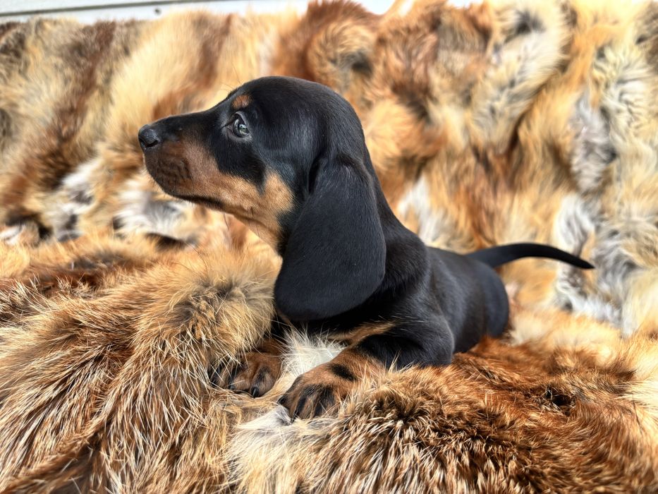 Jamnik krótkowłosy