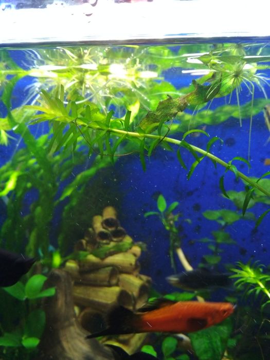 Moczarka do akwarium