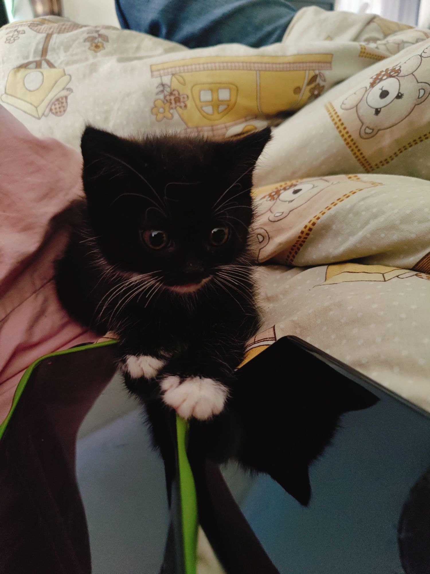 Котик, кицька,кішка, котята, котики