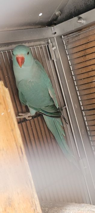 Ring neck verdes e azuis 2025 LER DISCRIÇÃO