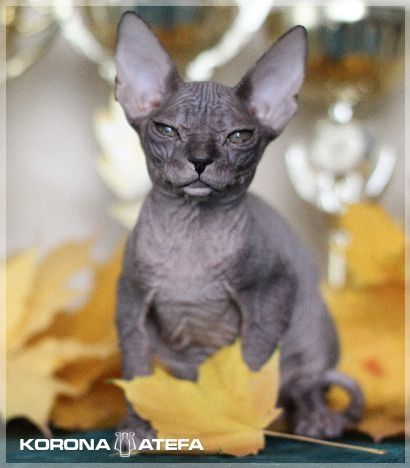 Донской сфинкс котята