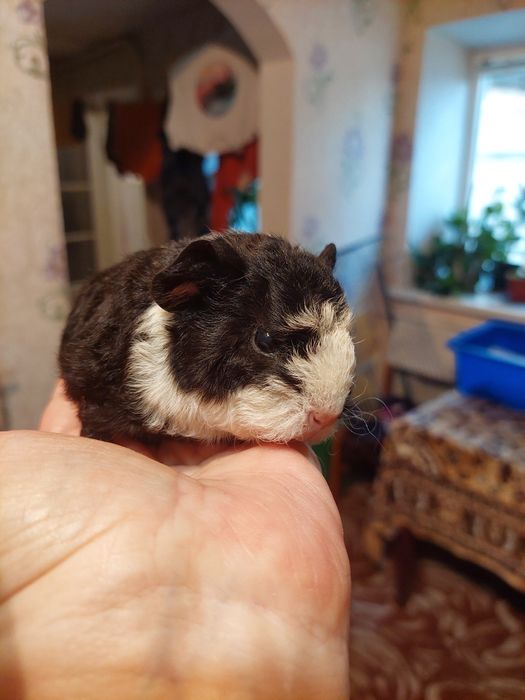 Продам красивых маленьких морских свинок!