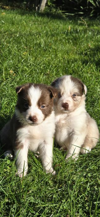 Border Collie suczka czekoladowy color