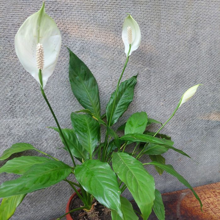 Спатифиллум, аглоанема, гиппеаструм