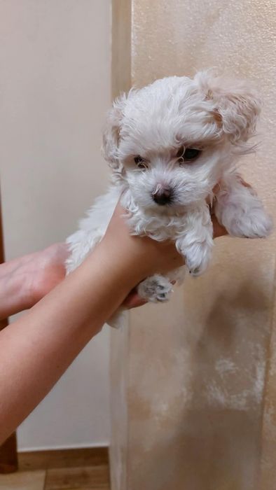 Maltanczyk szczeniak aktualne