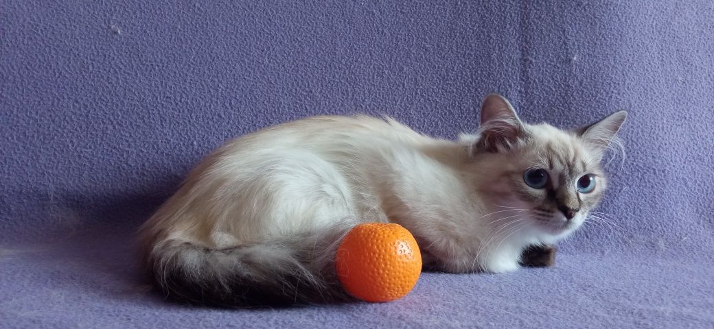 Невские Маскарадные котята с родословной