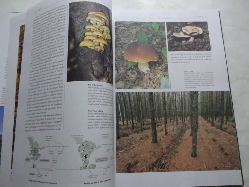 Przyroda Polska – Jadwiga Knaflewska, Michał Siemionowicz – Album