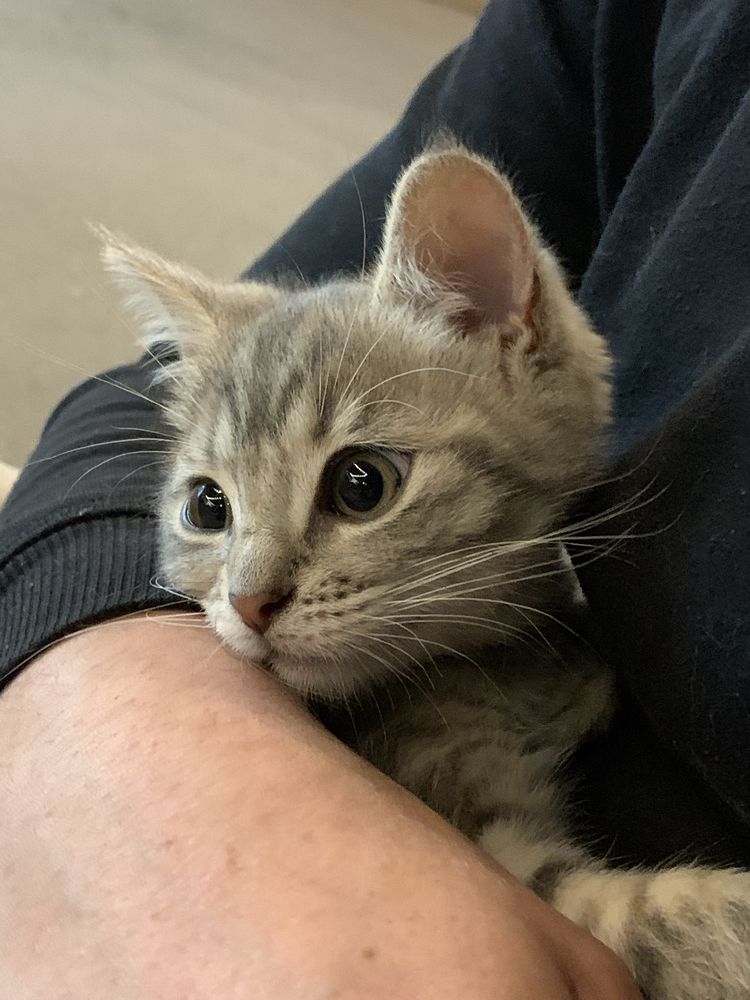 Кошеня шукає родину
