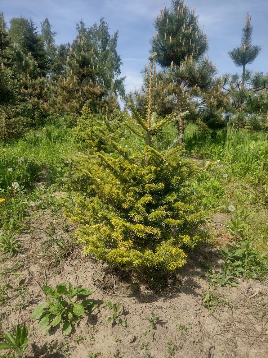 Piękna jodła koreańska do ogrodu - fioletowe szyszki z EKO plantacji