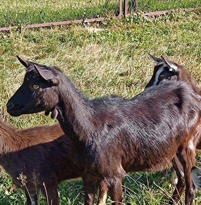 Sprzedam młodą koze