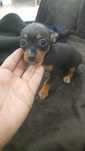 Pinscher Miniatura -