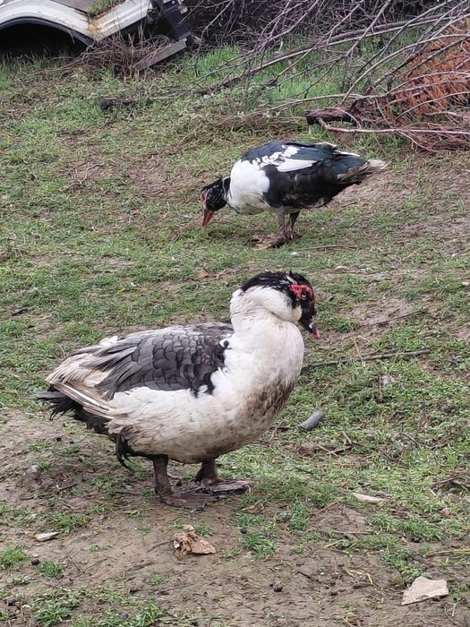 Продам уток шипуни