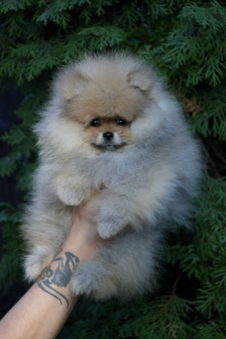 Щенки померанского шпица