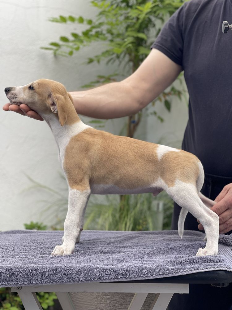 Whippet samiec ZKwP Revirado FCI gotowy do odbioru