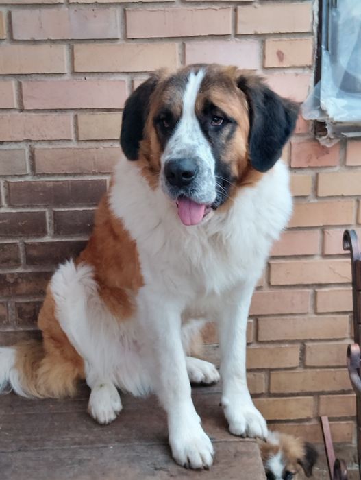 Щенята Московської сторожевої