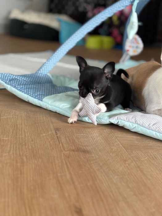 Piękna maleńka suczka czarna chihuachua