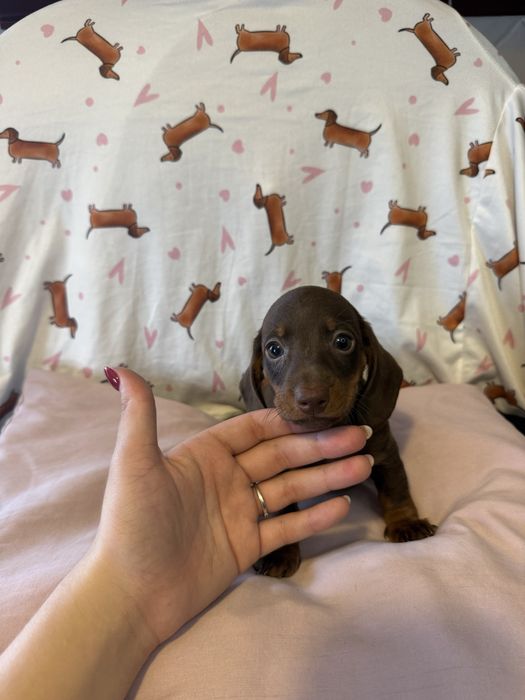 Teckel Kaninchen LINDO