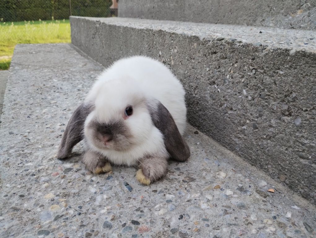 Mini lop królik gotowy do odbioru