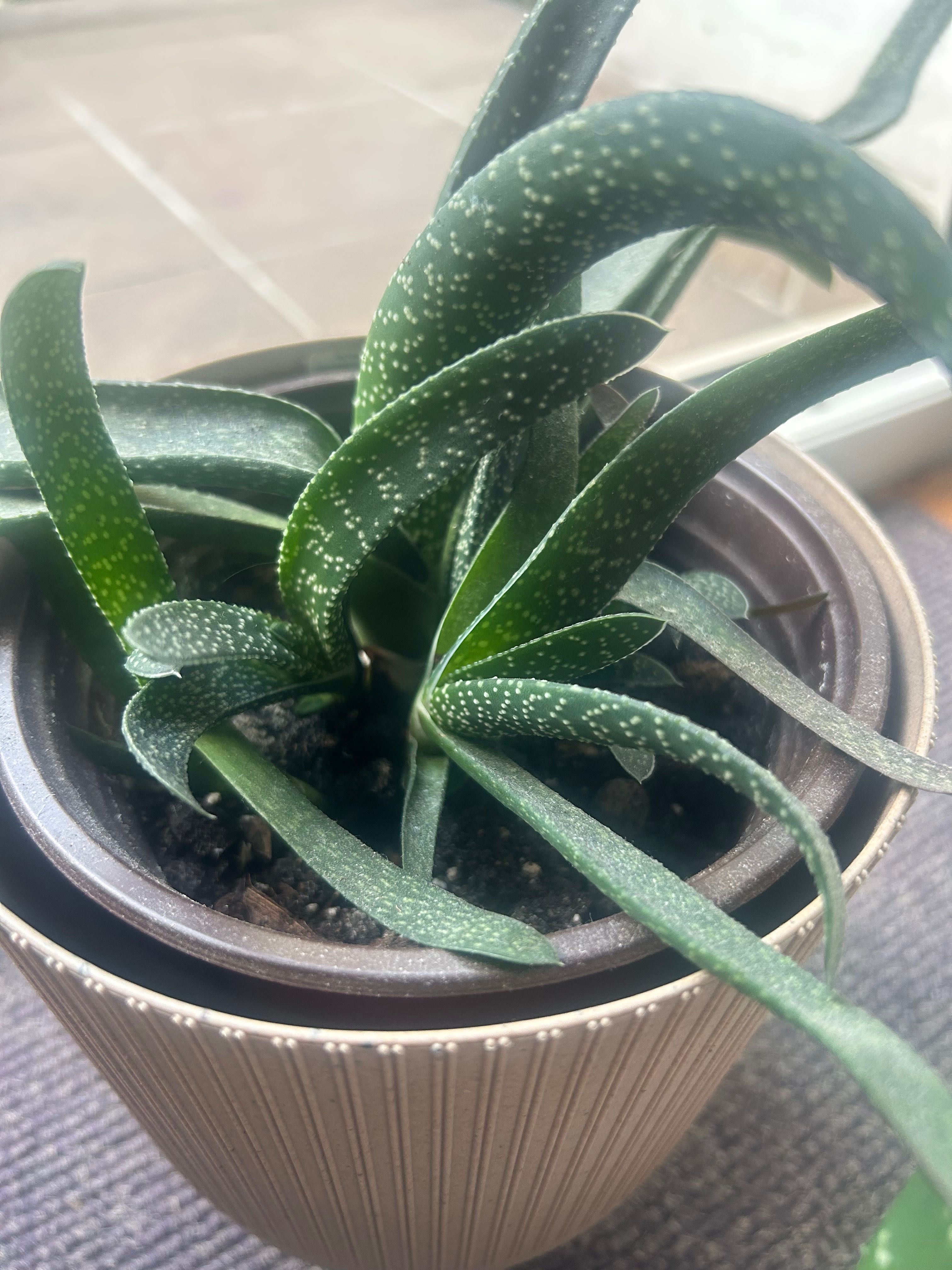 Sukulent Gasteria carinata Jęzorka brodawkowata