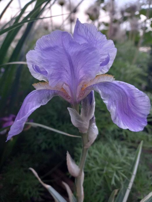 Ірис варієгатний  висота до 40 см . Є 2 види:  білим і жовтим відтінко