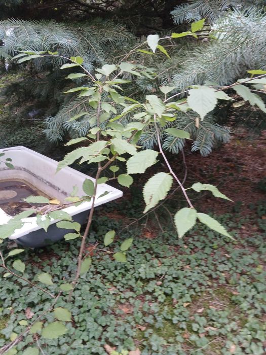 Sadzonki modrzewia, brzozy, lipy, pigwowca i innych roślin